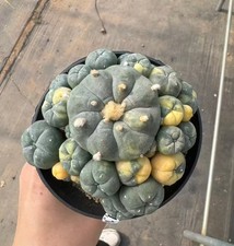 10cm Caci Self Rooted WYSIWYG