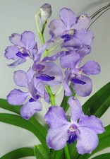 Vanda coerulea, Flowering