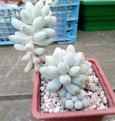 Pachyphytum rzedowskii - pachyphytum,
