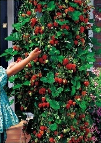 Trailing strawberry seeds - trailing,