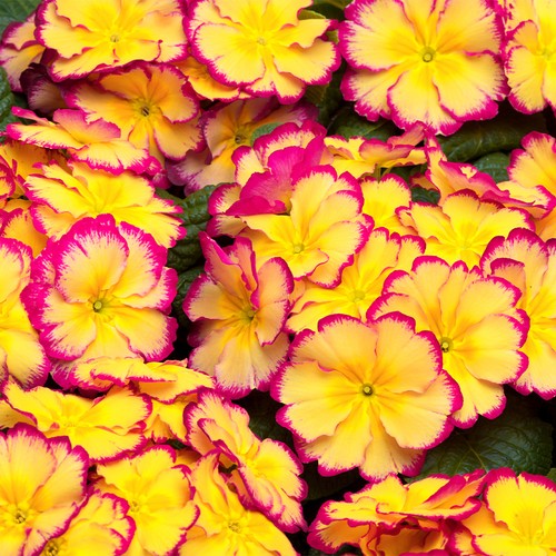 Primrose scentsation rhubarb - rhubarb, &
