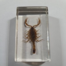 Unique Real Scorpion  in Clear