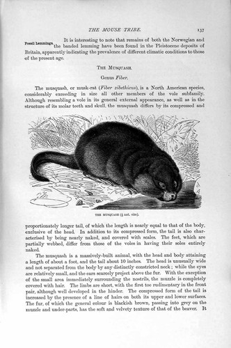 Original old antique print - original,