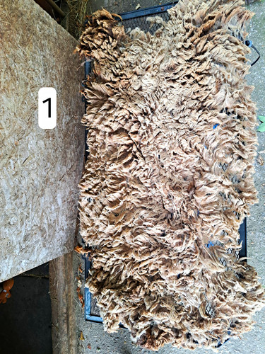 Raw shetland sheep fleece - shetland,