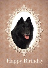 BELGIAN SHEPHERD DOG