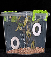 Praying Mantis,Stick