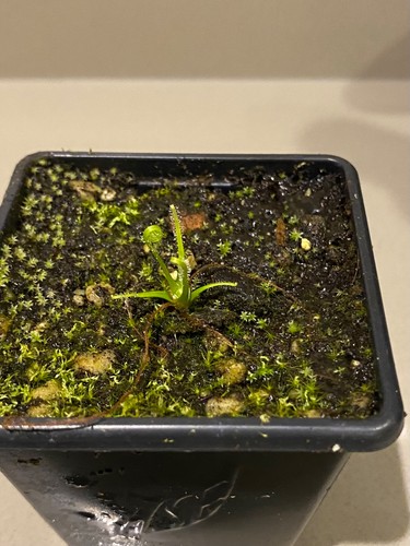 Drosera tracyi tracy s - tracyi,