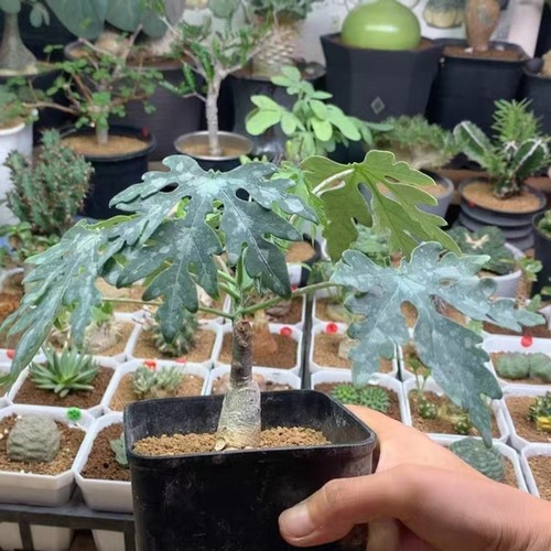 Rare live house plant - rare,