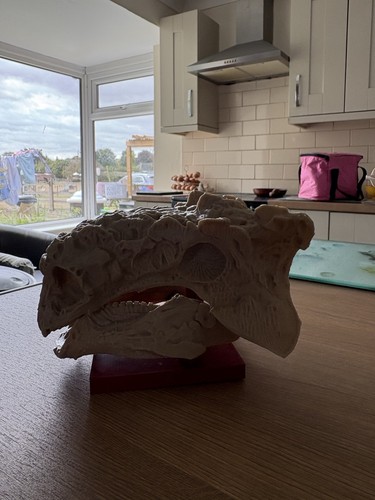 Anklyosaurus skull replica - skull,