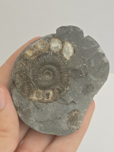 Dactylioceras ammonite nodule - dactylioceras,