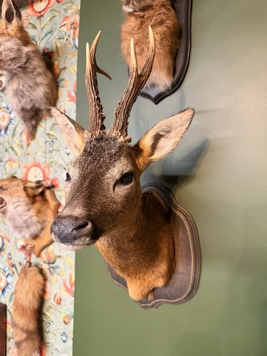 Taxidermy roe deer head - roe,