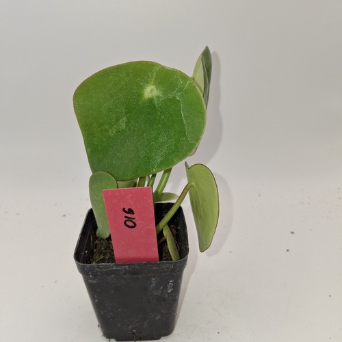 Peperomia raindrop polybotrya - peperomia,