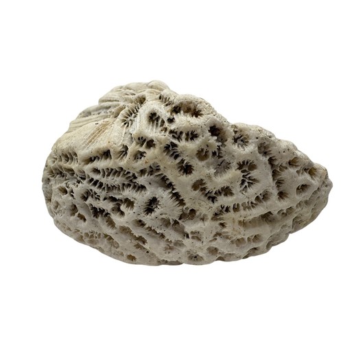 Natural fossilized brain coral - natural,