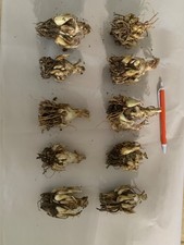 10 Big Fresh Tuberose