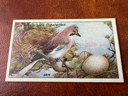 Gallaher birds nests - gallaher,