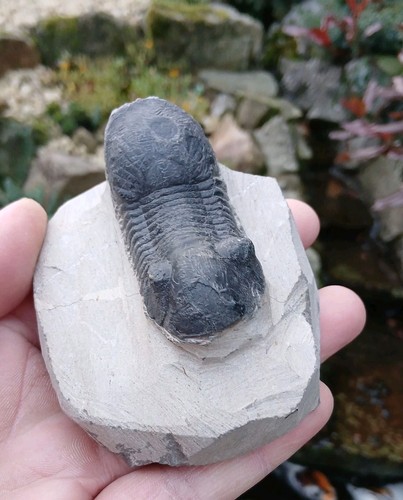Fossil trilobite paralajurus - fossil,