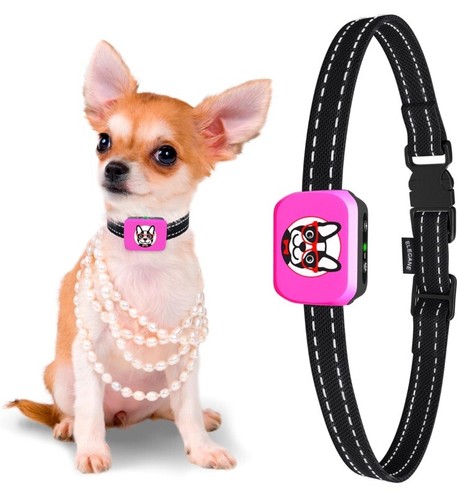 Pink small dog - dog, bark