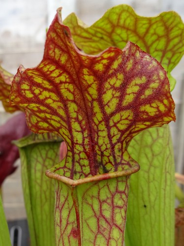 Sarracenia samuel pepys - x,