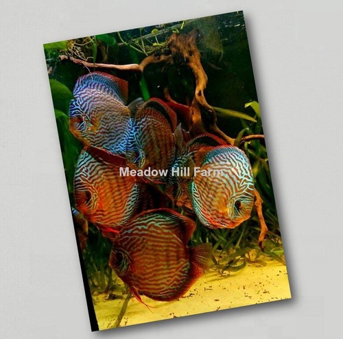 Fridge magnet tropical - fridge,