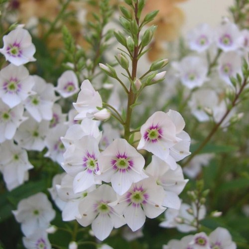 Parahebe plug plants garden - plants,