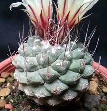 STROMBOCACTUS DISCIFORMIS from