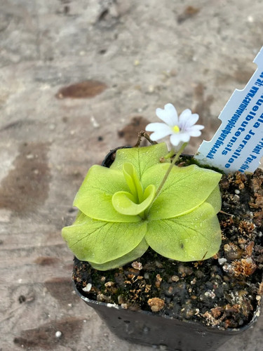 Pinguicula jamilae - pinguicula,