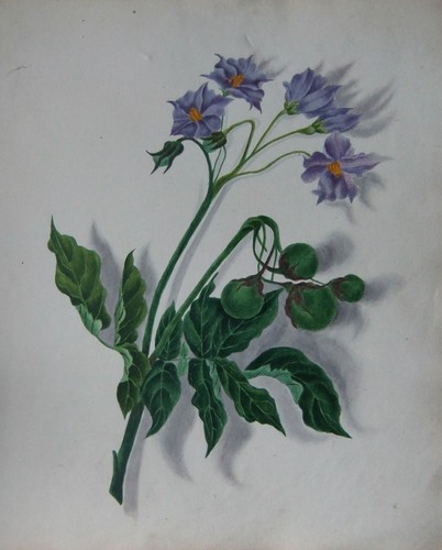 Antique watercolour drawing - antique,