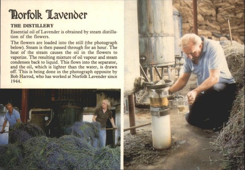 Norfolk lavender the - lavender,
