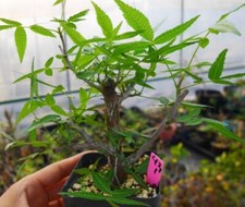 Rare plant livesucculent - plant,