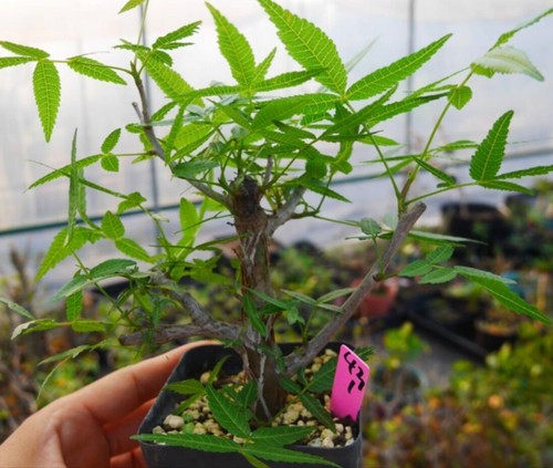 Rare plant livesucculent - rare,