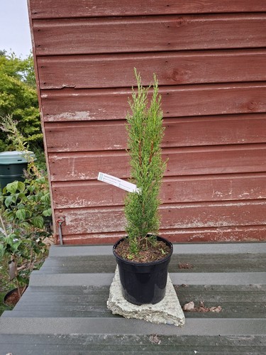 Cupressus sempervirens totem - sempervirens,
