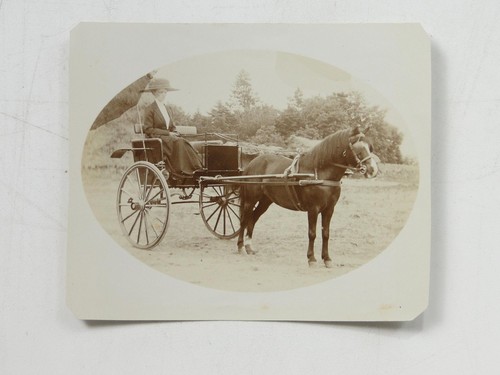 Woman horse drawn carriage - horse,