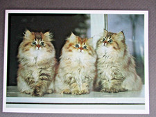 Cat POSTCARD Three Cute Fluffy