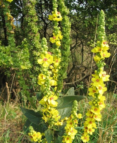 Verbascum dark mullein seeds - verbascum,