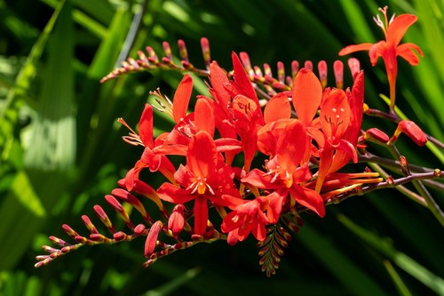Red lucifer crocosmia - red,