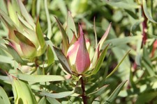 Leucadendron  PROCERUM .protea