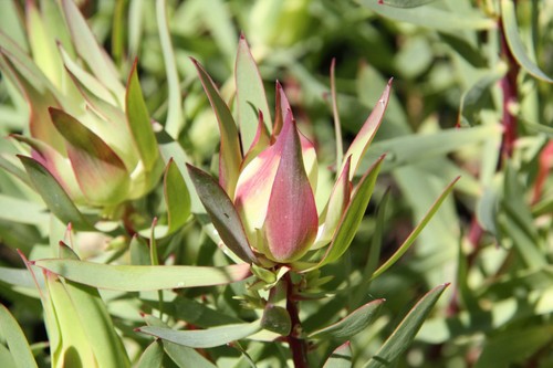 Leucadendron procerum protea - ,