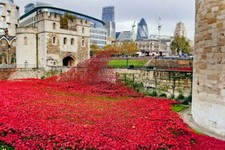 Tower of London Poppy Poppies