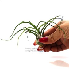 Tillandsia Bulbosa. Air plant