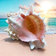 Large Murex Conch Seashell