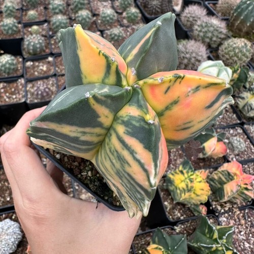 8cm succulent cactus plant - 8cm,