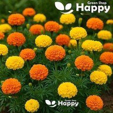 African Marigold Crackerjack