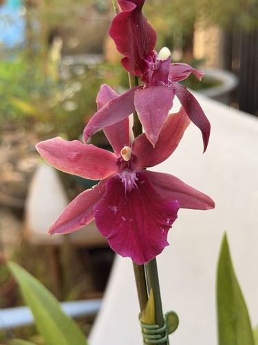 Oncidium hybrid orchid