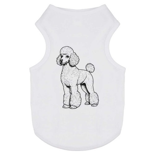Standard poodle pet dog - poodle',