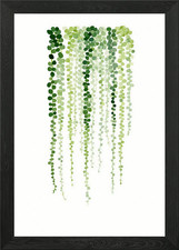 String of Pearls Plant