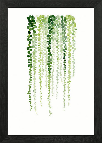 String pearls plant - string, of