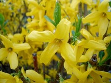 FORSYTHIA  2 litre pot