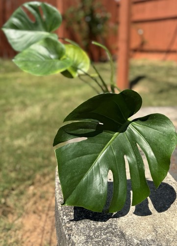 Live monstera plant - (new), 1