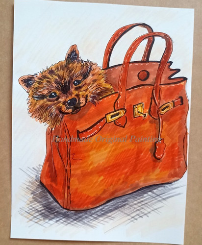Pomeranian spitz dog portrait - pomeranian,