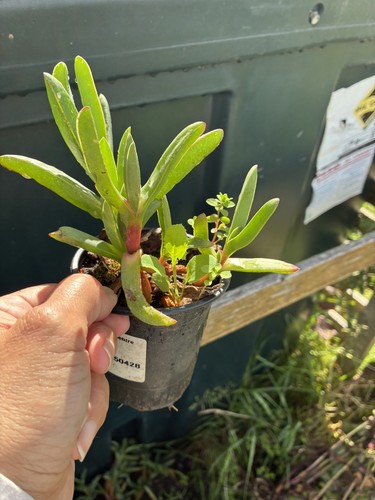 Carpobrotus edulis hottentot - carpobrotus,